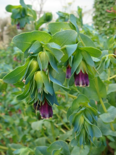 Cerinthe major